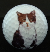 kitty1.jpg
